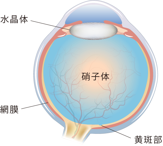 イメージ：正常な状態